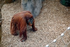 Orang-Utan_1.JPG